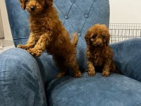 Poodle Bebeklerimiz Yeni Ailesini Arıyor