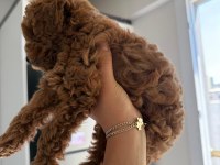 RED BROWN POODLE YAVRUMUZ