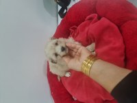 Çok büyümeyen minyatür maltipoo minnaklarım