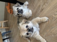 Pekinez köpek