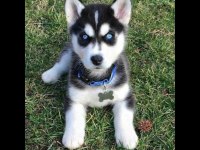 Sarışınların Gözdesi Piyasa Hakimi Husky
