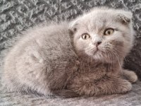 Sahibinden scottish fold yavrular