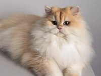 British longhair 1,5 yaşında Ny12 dişi