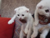 SAFKAN BEYAZ SCOTTİSH FOLD BEBİŞLERİMİZ