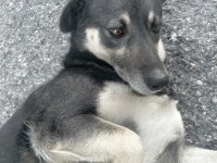 Yavru sıcak kanlı köpeğimize yuva arıyoruz