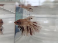 Fethiye beta balıkları rengarenk
