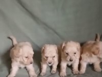 Sağlıklı Maltipoo Yavrularımız