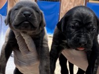 Cane corsa alan koruma köpeği yavruları 