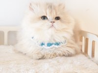 Blue golden longhair safkan erkek yavru