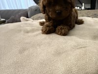 TESLİME HAZIR TEACUP POODLE YAVRULAR