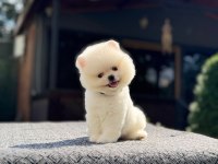 Royal pomeranian boo
