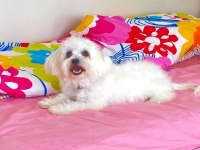 6 aylık dişi maltese terier