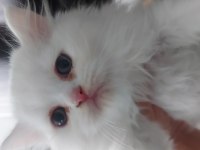 Beyaz british shorthair kardeşler yeni yuvalarını arıyor