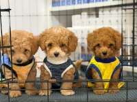 TOY POODLE YAVRULAR AŞILI SAĞLIKLI