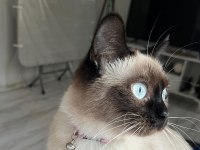 Sevimli cana yakın siyam kedisi