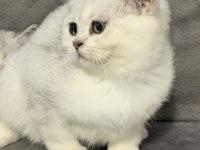 EŞSİZ KALİTE BRİTİSH SHORTHAİR BEBEKLER
