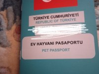 Papyon 3 aylık çok akıllı bir erkek kedimiz