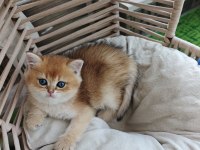 Golden british shorthair yavrum