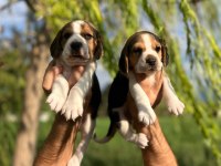Satılık Beagle Yavruları
