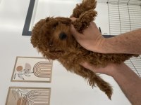 Dişi ve erkek Toy Poodle yavrularımız 