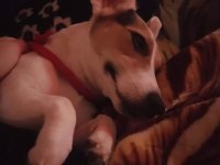 Dünyalar tatlısı jack russell kızımıza acil yuva