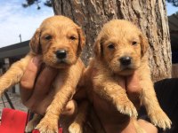 Golden retriever yavruları