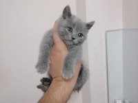 British shorthair bebekleri