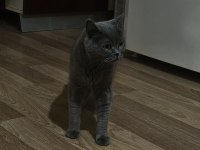 Güzeller Güzeli British Kızlarımız