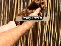 RED TOY POODLE