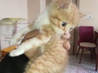 Sokak da buldum 3 4 haftalık sahiplendirilecek kediler