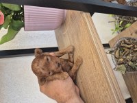 Harika Korekan POODLE ayı surat TEDDY BEAR
