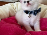 British Shorthair Erkek Yavrumuza Yuva Uyguna