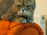 British shorthair oğlumuz