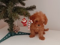 Toy poodle yavrular yeni yuvalarını bekliyor