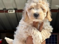 Maltipoo yavruları