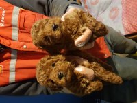 İSTANBUL KÖPEK ÜRETİM ÇİFTLİĞİNDEN TOY POODLE YAVRULAR