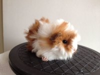 Kapıya Teslim Guinea pig Setleri
