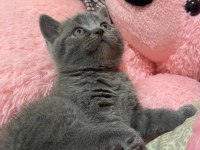 Gri saf british shorthair kedimiz kaçmaz