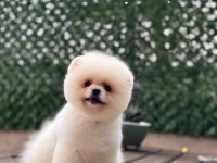 Güzel pomeranian yavrular