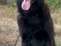 TÜRKİYENİN EN ÖZEL BELÇİKA KURDU YAVRULARI BLACK SOLİD