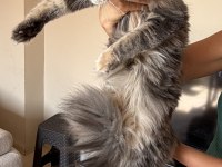 Dev Maine coon dişi Tortie renk