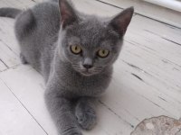 British Shorthair Bebeklerimiz