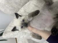 BRİTİSH SHORTHAİR SİLVER TABBY BLUE POİNT KEDİLERİMİZ