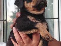 Koca kafa rottweiler yavruları