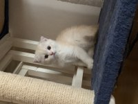 Scottish fold 2 aylık