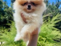 Dünyalar tatlısı üretici garantili pomeranian yavrular