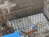 Hazır kurulu muhabbet kuşu takım açıklamayı oku
