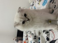 Tatlı scottish fold kedimiz