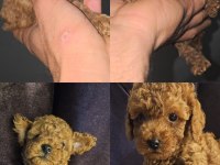 Toy Poodle Bebeklerimiz