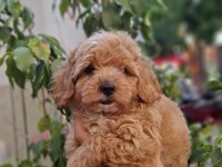 Maltipoo YAVRULARIMIZ ırk ve sağlık garantili